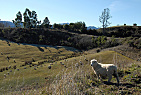 New Zealand - South Island / Sheep near Waiau